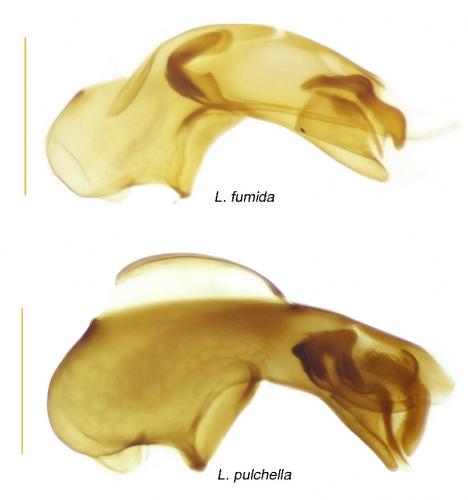 Leptusa divers